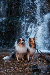 Collies vor Wasserfall