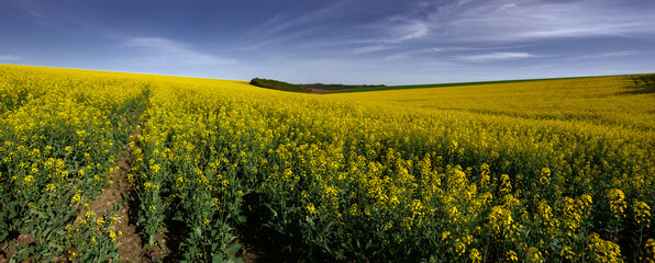 Yellow rapeseed fields.
Biofuel for power plants. Spring rapeseed crops. Boundless expanses of...
