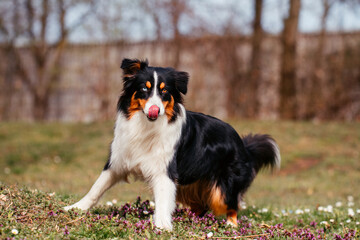 Australian Shepherd