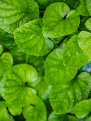 Green leaves plant growing in wild after rain