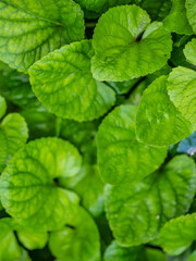 Green leaves plant growing in wild after rain