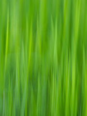 Naklejka premium green grass background