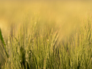 Obraz premium Grass. Fresh green spring wheatwith dew drops closeup