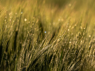 Grass. Fresh green spring wheatwith dew drops closeup