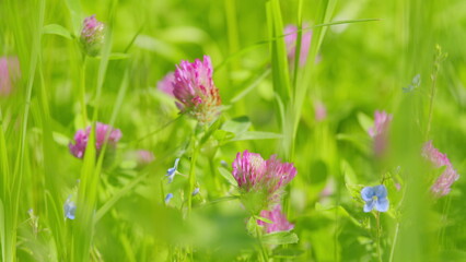Beautiful pink purple white clover flower blooming in the meadow. Detail of the meadow with pink...