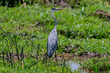 wildlife at lake Manyara in Tanzania