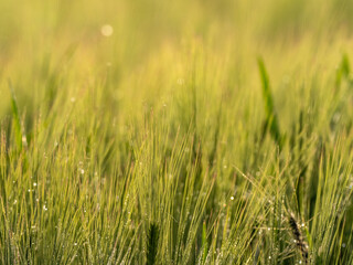Grass. Fresh green spring wheatwith dew drops closeup