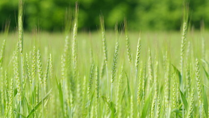 Rye - secale cereale, is grass grown extensively as grain. Rich harvest concept. Forest nearby....