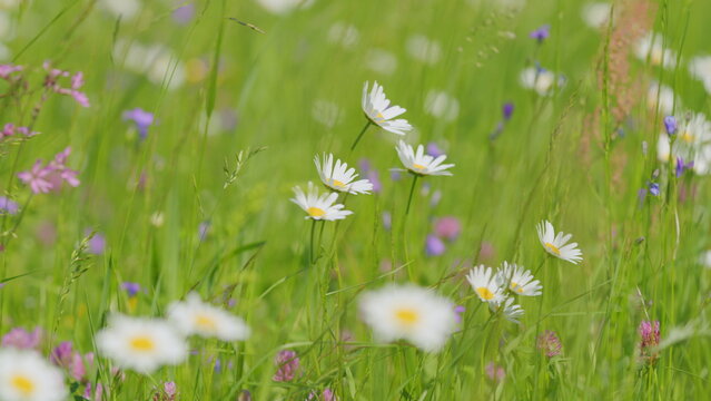 Blooming camomile fluttering on wind in the green field in spring meadow. Wide shot.