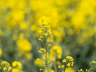 Obraz premium Yellow field with oil seed rape, in early spring