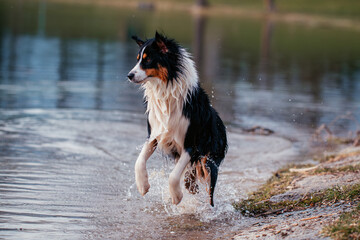 Australian Shepherd