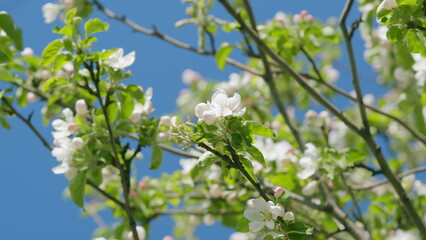 Apple tree blossom blooming in spring. Windy weather. Spring orchard branches sway in the wind.