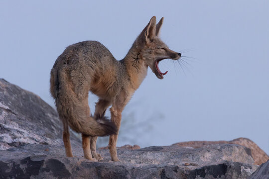 A Kit Fox yawns as it stretches after standing up and looking into the western horizon at dusk. The curl of it's tongue echoes the curve of it's back and tail.