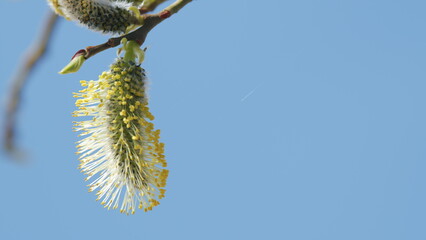 Flowering willow-catkins in view on a shrub branch swaying in the gentle spring breeze. Blue sky on background.