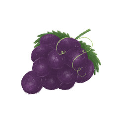 Grapes Hand Drawn Illustration Image