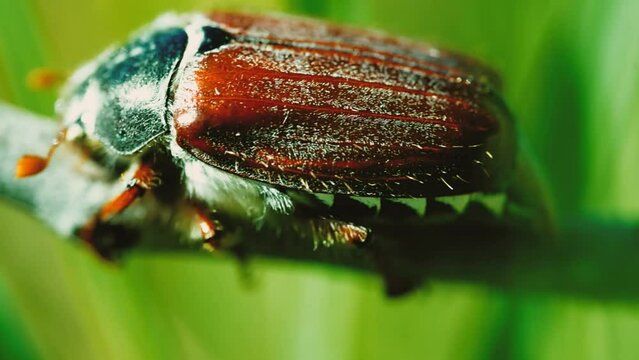 Macro beetle footage of european cockchafer on a branch