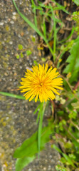 Blooming yellow dandelions in the spring medow