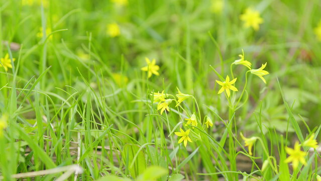 Gagea minima yellow flowers blooming on a spring. Spring flowers in the forest.