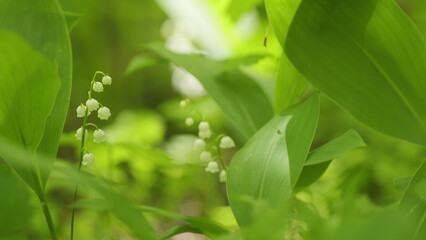 Beautiful forest lily of valley as an element of wildlife. Convallaria majalis. Slow motion.