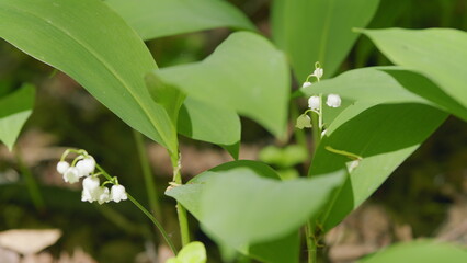 Obraz premium Beautiful spring flowers. May bells, may lily, lily of valley, convallaria, and muguet. Slow motion.