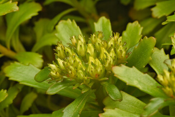 close up of a flower
