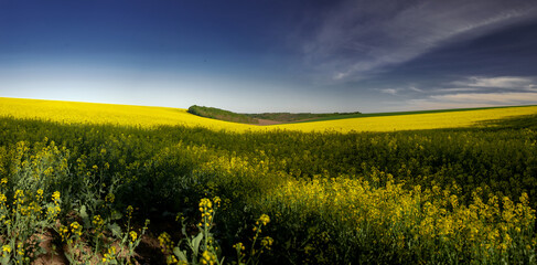 Rapeseed fields in sunny free Ukraine. Panorama landscape of agricultural fields. Endless expanses...