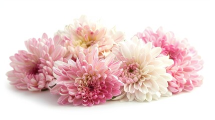 Light pink and white chrysanthemum on a white background, up close