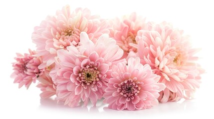 Light pink chrysanthemum isolated on white background