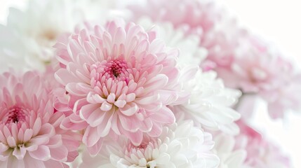 Light pink and white chrysanthemum close up