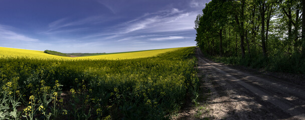 Spring field of rapeseed. Flowering of a commercial crop in the fields of Ukraine. Panorama of the...