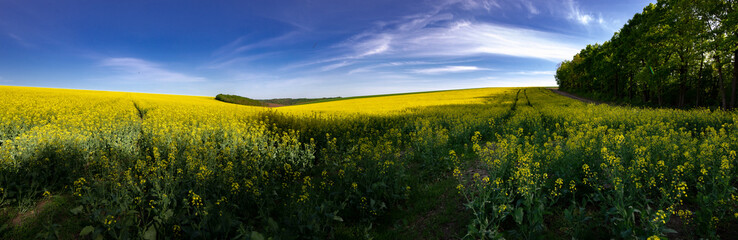Rapeseed fields in sunny free Ukraine. Panorama landscape of agricultural fields. Endless expanses...