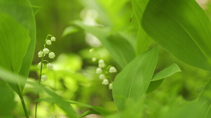 Beautiful spring flowers. May bells, may lily, lily of valley, convallaria, and muguet. Slow motion.