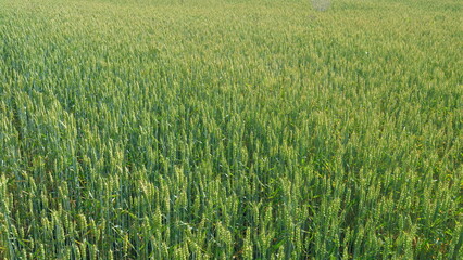 Countryside over a field of wheat. Agricultural field of yellow green barley wheat in wind. Pan.