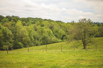landscape with trees