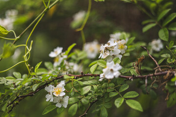 white flowers on a branch