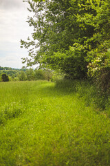 Obraz premium path in the forest