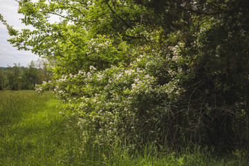 Obraz premium white flower bush