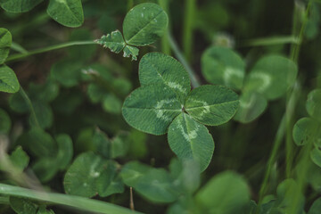 Fototapeta na wymiar four leaf clover
