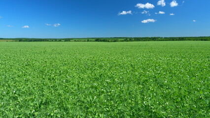 Blossoming white pea flowers plants in field. Agricultural field. Clear summer day. Wide shot.