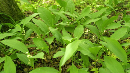 Spring flowers lily of the valley. Convallaria majalis. Blooming forest tender flower. Slow motion.