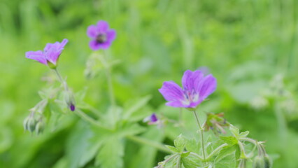 Wild geranium flowers with purple petals and green leaves in wind. Slow motion.