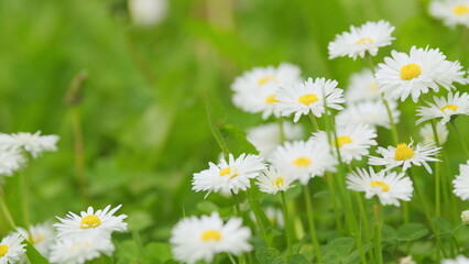 Field of blooming white daisies swaying in the wind. White and yellow daysies sway in the wind. Close up.