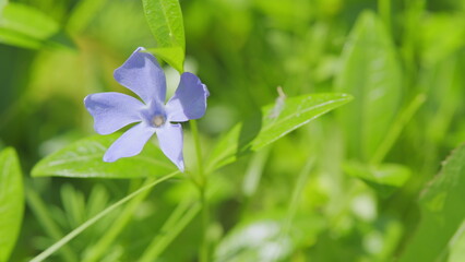 Bright blue inflorescence of periwinkle vinca minor with green leaves on a spring breeze. Slow...