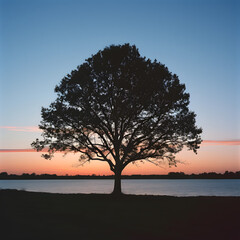 tree at sunset