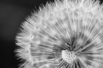 dandelion