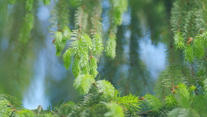 Spruce shoots in the forest. Young shoots on spruce branches in spring. Slow motion.