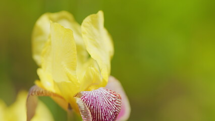 Yellow iris flower. Yellow falls with purple stripes and yellow dome. Close up.