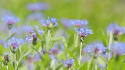 Blue cornflower flower sways in a light breeze against green background. Slow motion.