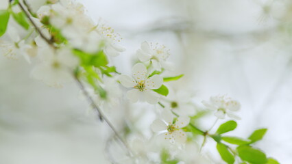Obraz premium Blooming cherry branch with white flowers at spring park. Slow motion.