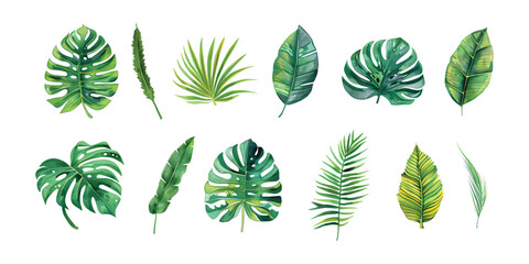 Set collection of hand drawn watercolor tropical green palm leaves elements, exotic plants, and monstera illustration